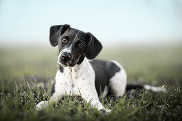 Portrait of black and white dog