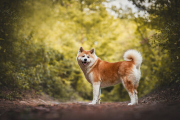 Akita Inu portrait 