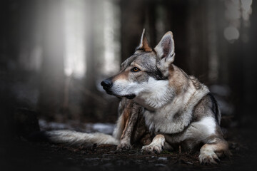 Czechoslovakian wolfdog 