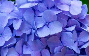 Blue Hydrangea background. Hortensia flowers surface.