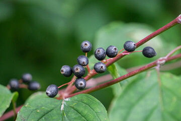 Vogelbeeren an einem Ast
