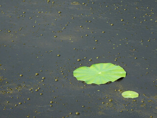 green lotus leaf on dirty water with bubble in the pond