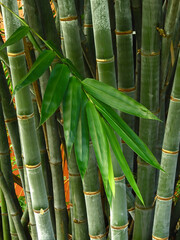 trunk of green bamboo with leaf