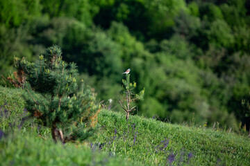 Lanius collurio known as The red-backed shrike sitting and watching it's prey.