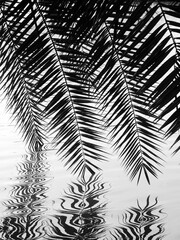 silhouette palm leaf of silver date palm ( Phoenix sylvestris ) on water with reflection in the pond black and white style