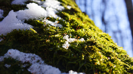 Moss and snow on a tree in spring