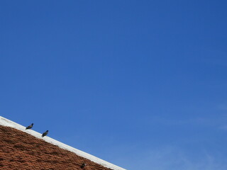 pigeon on temple roof with blue sky background