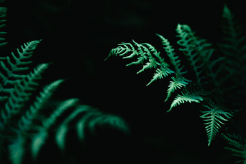 Fototapeta na wymiar Amazing details of fern in light