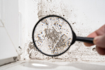 view through a magnifying glass white wall with black mold. - obrazy, fototapety, plakaty