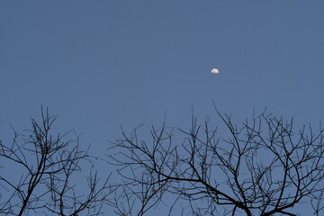 bare tree branch and moon in blue evening sky