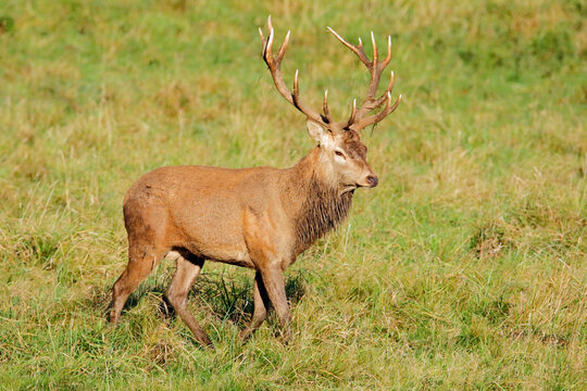 Male red deer during the annual rut