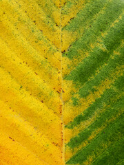 autumn leaf of yang ( Dipterocarpus alatus Roxb. )