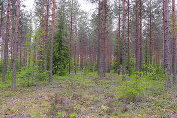Natural landscape with straight trunks of pine trees in the northern forest