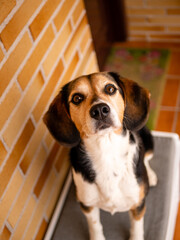 beautiful beagle breed dog posing and playing