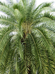 date palm tree ( Phoenix dactylifera ) with green leaf