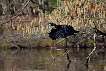 fliegender Kormoran // flying Great cormorant (Phalacrocorax carbo)