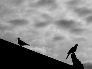 silhouette of pigeon on the roof with cloud on sky background, black and white style