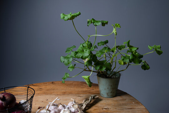 Potted plant on table