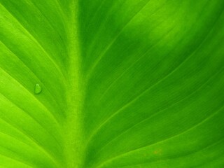 green leaf with water drop