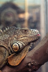 Nice big iguana sitting on the rocks in zoo close up macro portrait of lizard reptile