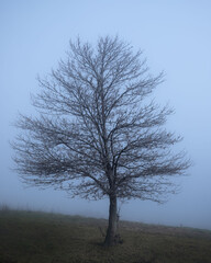 Serra da Estrela, Portugal, January 2021. Tree on a mystical winter day.