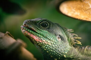 Nice green lizard iguana head portrait close up macro reptile nature 