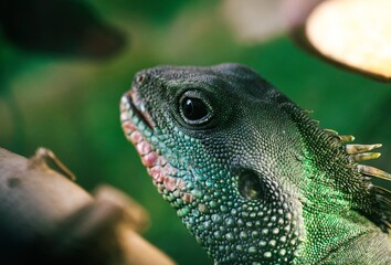 Nice green lizard iguana head portrait close up macro reptile nature 