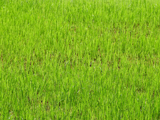 Green tall grass on the ground