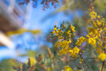 銅葉のミモザ アカシア プルレア/ガーデニング,庭のシンボルツリー