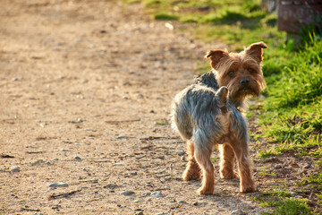 Adult Yorkshire terrier looking at camera on a dirt road at sunset.