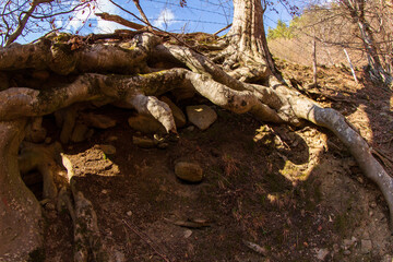 Rezultatele traducerii
Tree root 