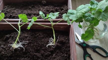 Propagation of pelargonium by cuttings. Boxes with seedlings.