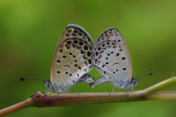ヤマトシジミの交尾