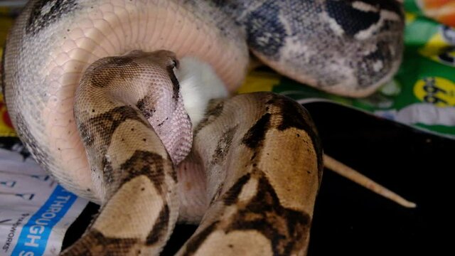 A boa constrictor goes through the process of eating a large rat 