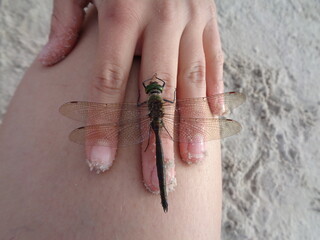 Ważka na dłoni
