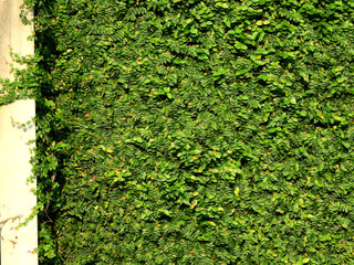 Fototapeta premium Creeping Fig ( Ficus pumila L. ) cover on the wall, Ornamental plants for decorating the wall
