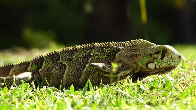 Iguana comendo 