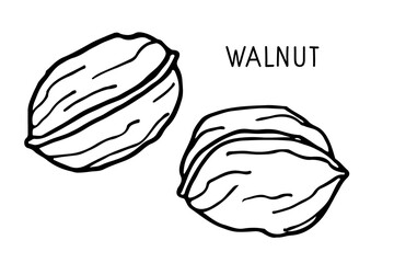 Walnut. Hand drawn vector nut and walnut text. Doodle Outline sketch. Organic, fresh cooking, healthy diet ingredient. Organic product. Walnut Icon. For label template, packaging, farm market emblem.