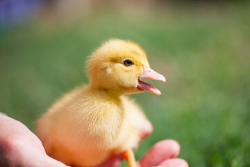 A little duckling sits in the palm of a man. A livestock breeder at the farm holds a yellow duckling in his hand. Handmade domestic duckling