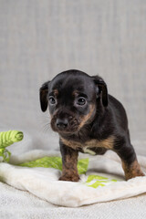 Brown and black, brindle Jack Russell Terrie puppy. stands on a toy elephant. Dog seen in front. Cream colored background