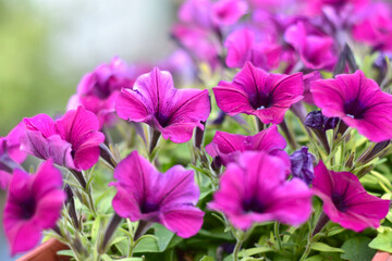 Obraz premium bright pink petunia flowers with green petals