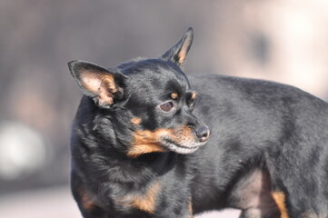 Russian Toy Terrier. Toy terrier close-up. A black dog. Little Dog