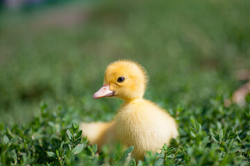 little yellow duckling in green grass exploring territory lost mom