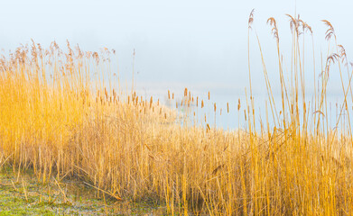Reed along the misty edge of a lake in wetland in bright foggy sunlight in winter, Almere, Flevoland, The Netherlands, February 28, 2021