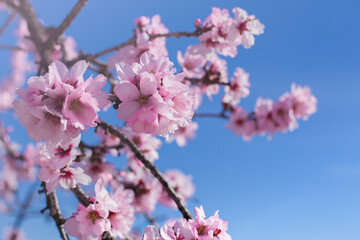 Closeup of large pink flowers on the almond branch against the blue sky on a sunny spring day.