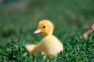 little yellow duckling in green grass exploring territory lost mom