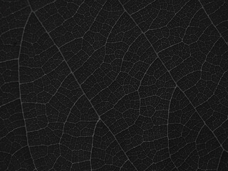 vein of black leaves texture - 417354902