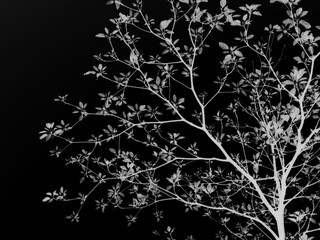 black and white tree background