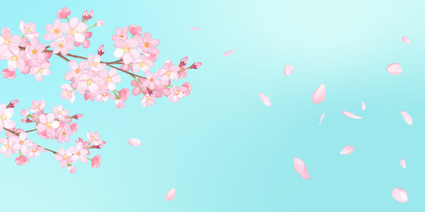春の花：桜と散る花びらのバナー背景。水彩イラストのトレースベクター。レイアウト変更可能。アシンメトリー。