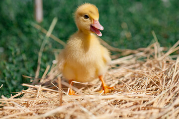 little yellow duckling in green grass exploring territory lost mom